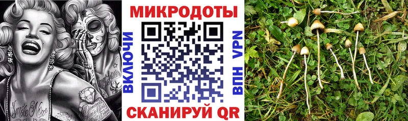 Псилоцибиновые грибы прущие грибы  Удомля 